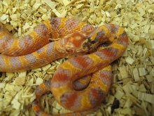 paradox albino brook korn