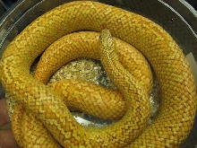 Pink Hypo Brooks