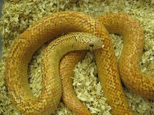 Pink Hypo Brooks