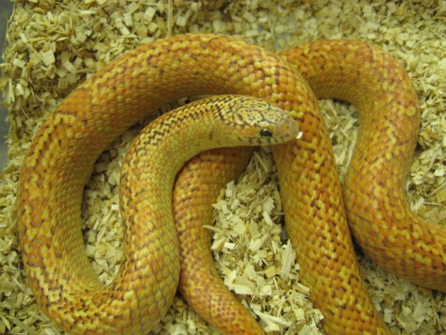Pink Hypo Brooks