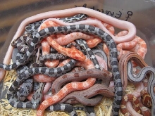 Snow Stripe het Hypo X Normal Quad het