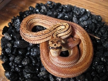 Striped Gopher Corn