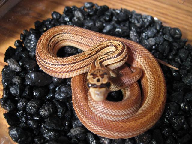 Striped Gopher Corn