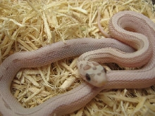 STRIPED ULTRAMEL ANERY!