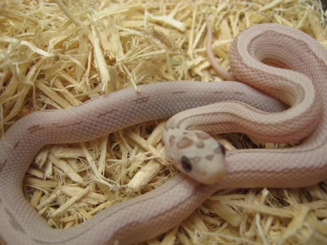 STRIPED ULTRAMEL ANERY!