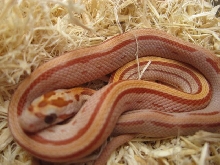 STRIPED ULTRAMEL!