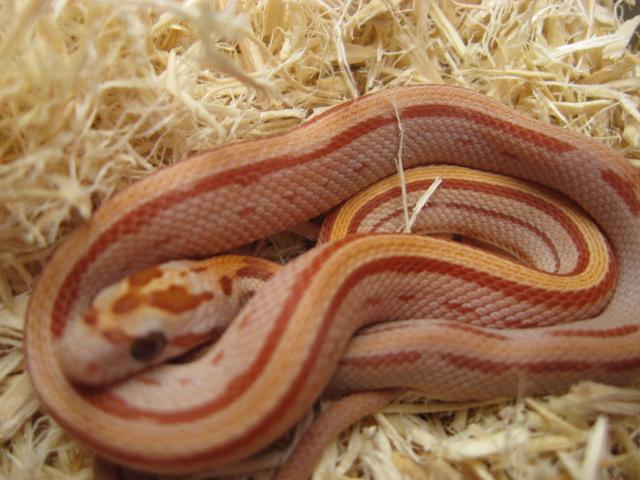 STRIPED ULTRAMEL!