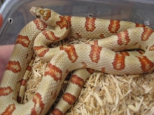Tharacorn ( Thayeri x Corn)