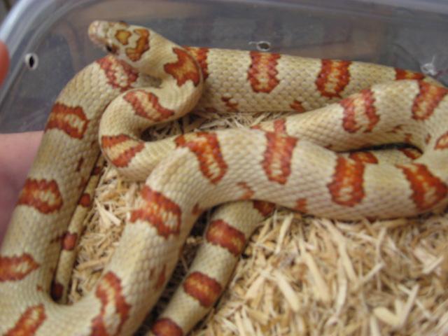 Tharacorn ( Thayeri x Corn)