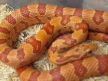 Tharacorn 2 ( Thayeri x Corn)