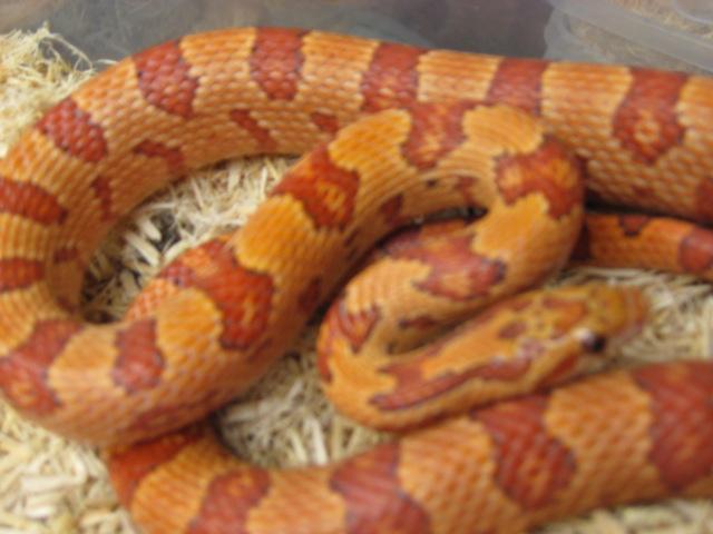 Tharacorn 2 ( Thayeri x Corn)