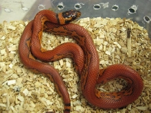 Cornduran zig-zag