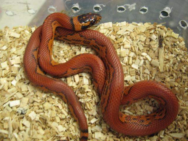 Cornduran zig-zag