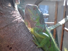 Lung. the Green Iguana