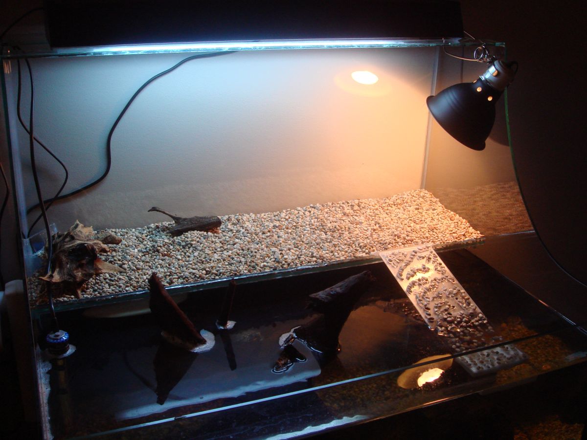 Yellow-bellie tank 06