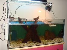 Yellow-bellie tank 07