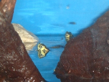 Yellow-bellie tank 08