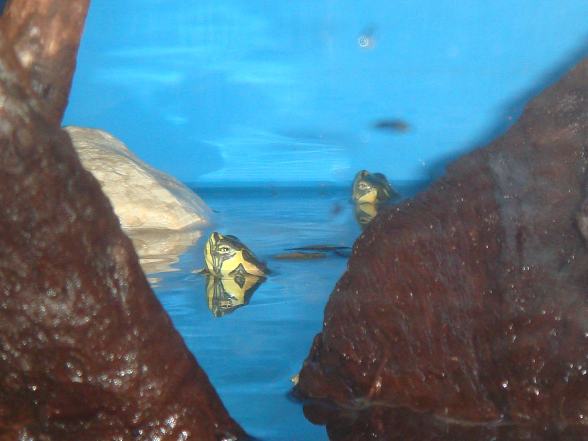 Yellow-bellie tank 08