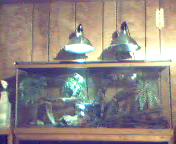 30 gal. jungle cage setup