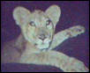 my friends male lion cub