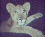 my friends male lion cub
