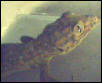 head shot of (Kay) the Tokay