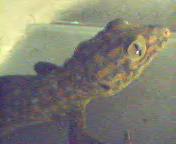 head shot of (Kay) the Tokay