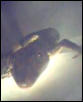 neat tokay gecko shot
