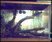 right half of cage setup