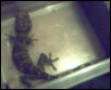 top view of  female tokay gecko