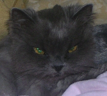 In Memory of Tabitha