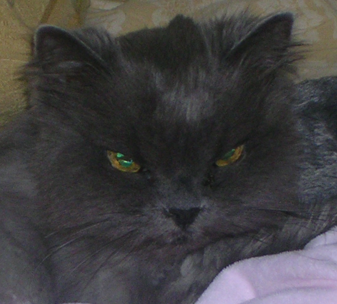 In Memory of Tabitha