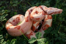 Male Lipstick Sunglow Poss Jungle