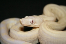 Motley Snow Boa