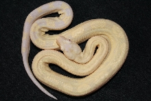 Motley Snow Boa