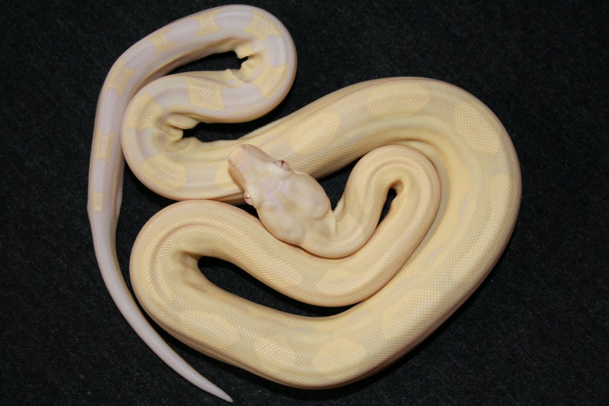 Motley Snow Boa