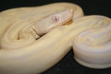 Motley Snow Boa