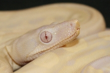 Motley Snow Boa