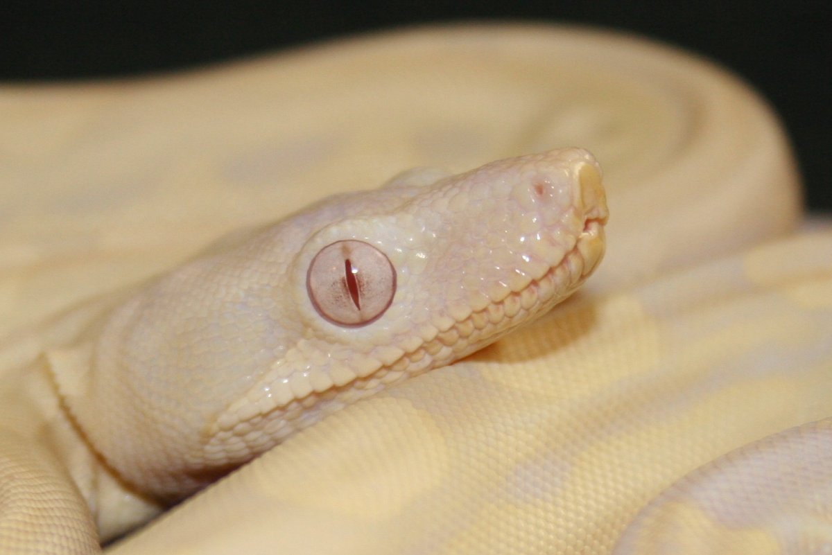 Motley Snow Boa
