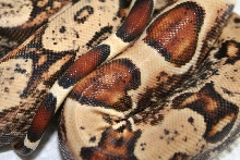 Hypo IMG Het Moonglow