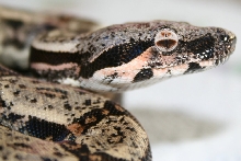Hypo IMG Het Moonglow