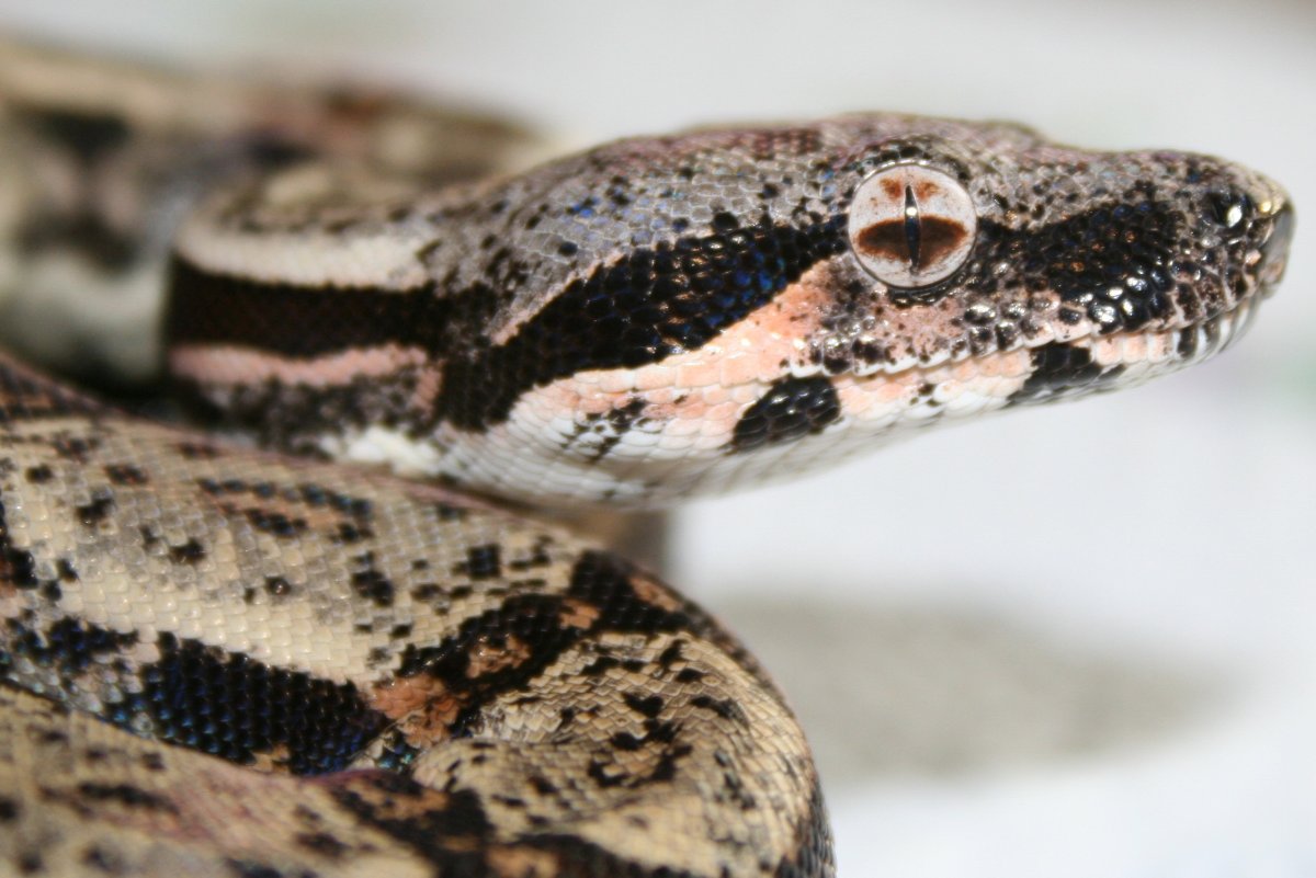 Hypo IMG Het Moonglow