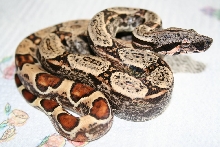 Hypo IMG Het Moonglow