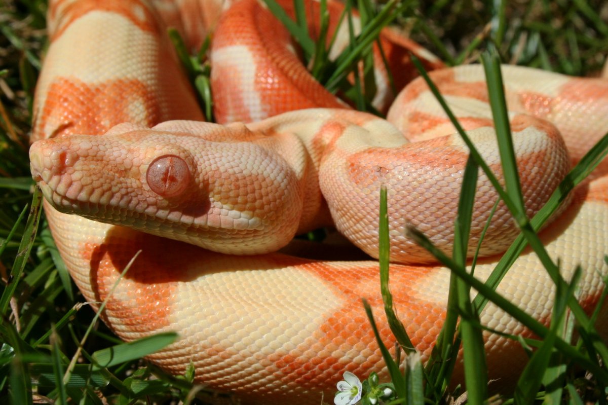 2014 Female Sunglow 100% Het Blood