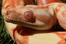 2014 Female Sunglow 100% Het Blood