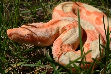 2014 Female Sunglow 100% Het Blood