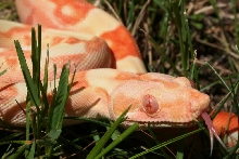 2014 Female Sunglow 100% Het Blood