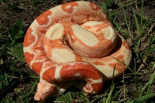 2014 Female Sunglow 100% Het Blood