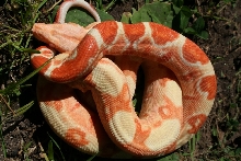 2014 Female Sunglow 100% Het Blood