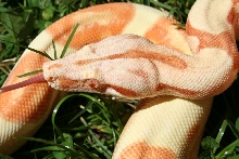 2014 Male Lipstick Sunglow